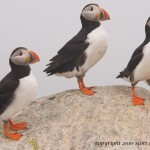 Three Puffins on a rock