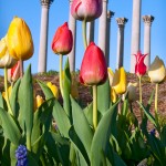 Tulips and Capital Columns