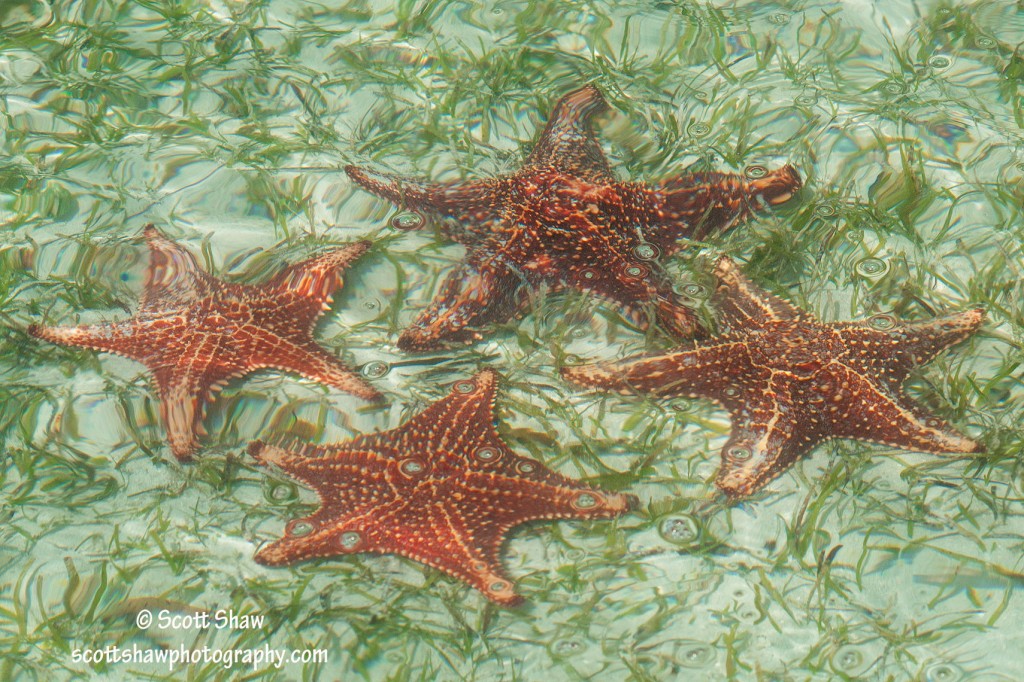 Grand Cayman Starfish