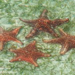 Grand Cayman Island Starfish
