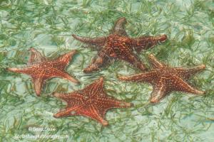Grand Cayman Island Starfish