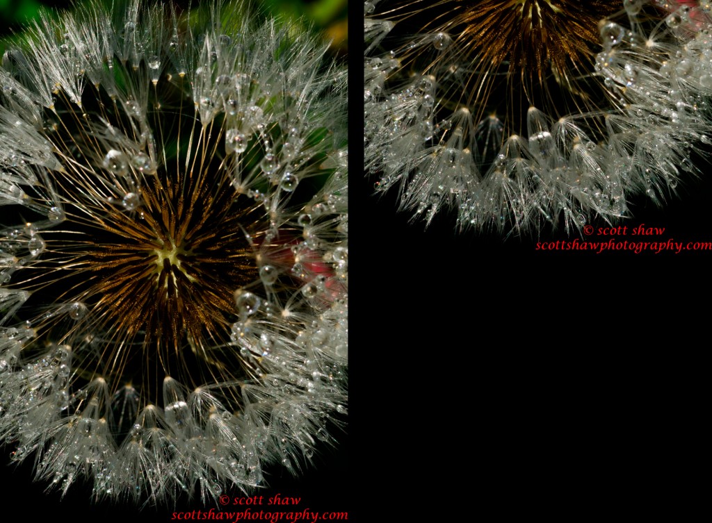 dandylion-both