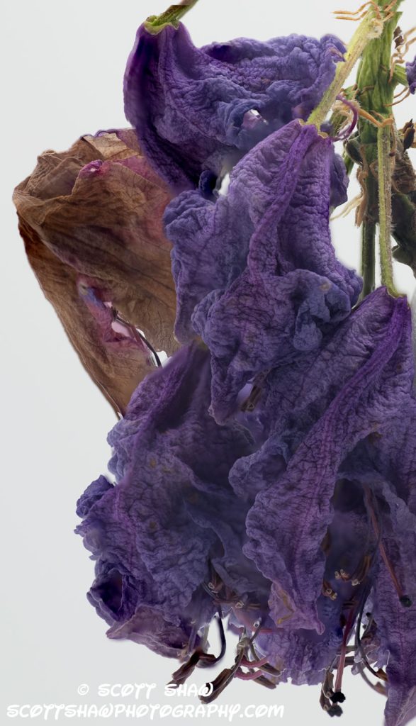 Dried-Flower