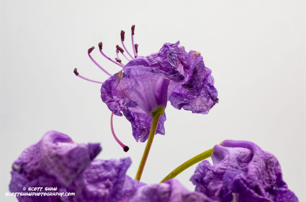 Purple-Flower-112-120