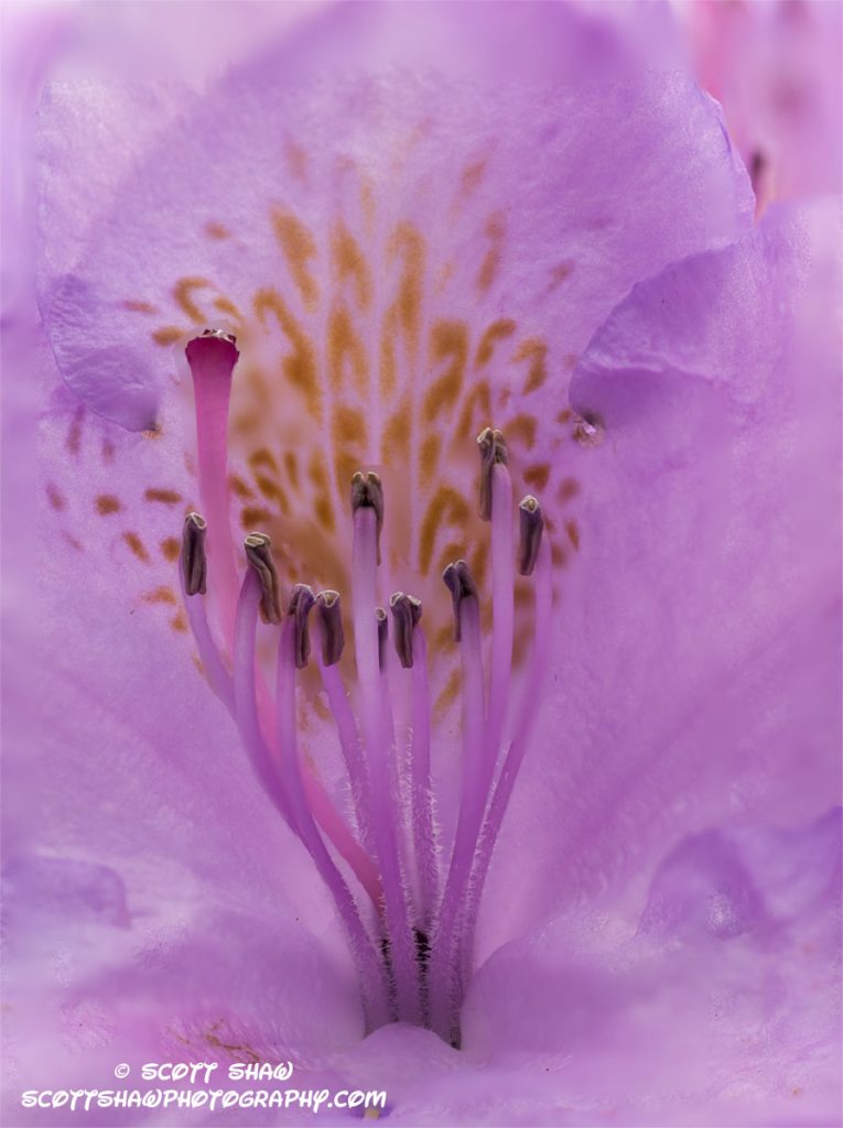 Purple-Flower-82-94