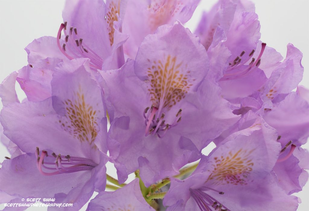 Purple-Flowers-28-34