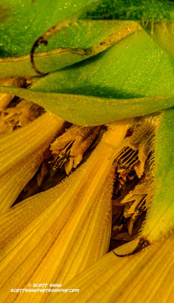 Sunflower-detail