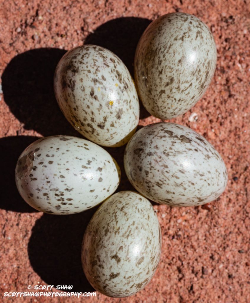 Robin-Eggs