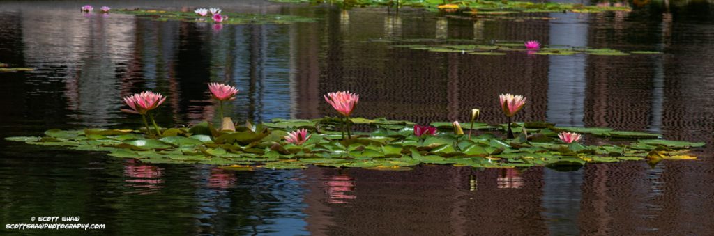 Lillies