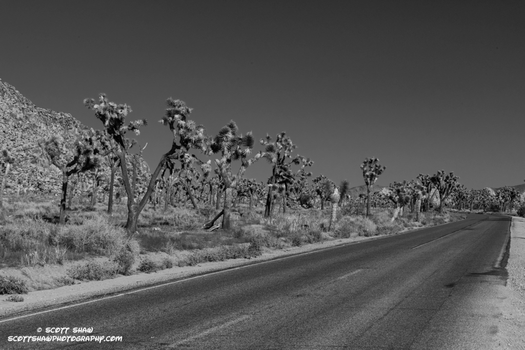 Joshua-Tree-Road