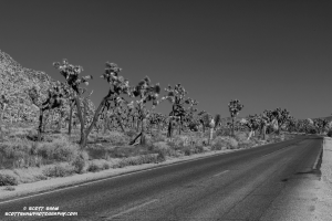 Joshua-Tree-Road