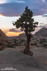 Tree-Sunset
