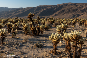 Yuccas