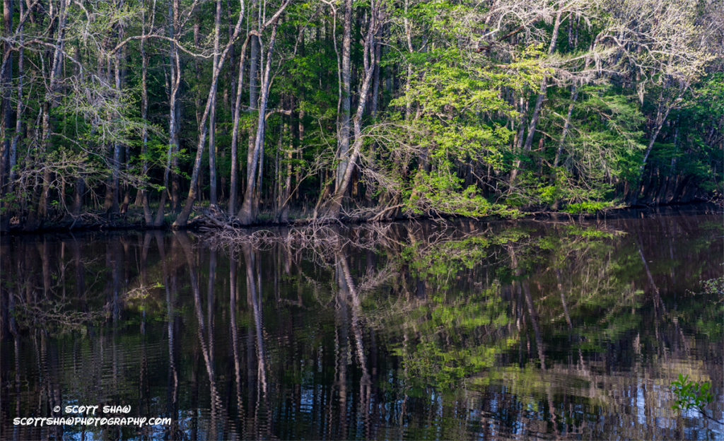 Congaree-Swamp