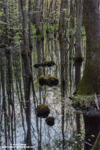 Congaree-Swamp-Reflections