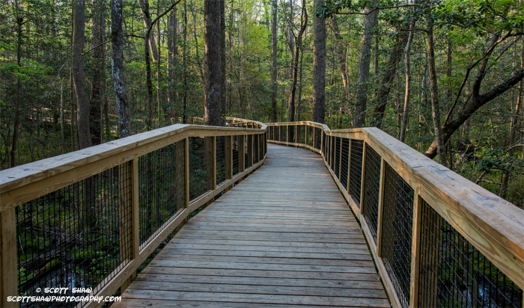Congaree-Walk