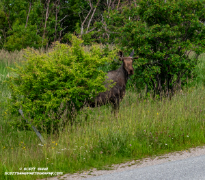 Moose-Sighting