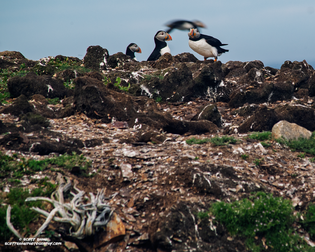 Blurred-Puffin
