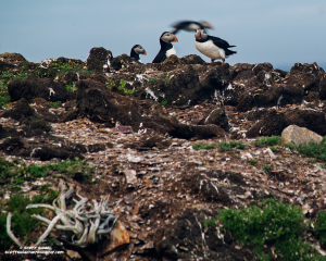Blurred-Puffin