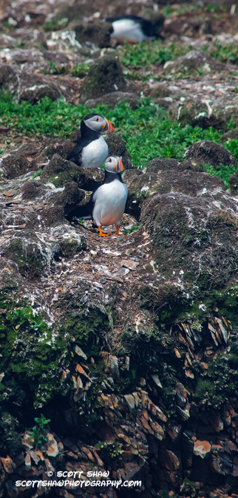 Puffin-Pair